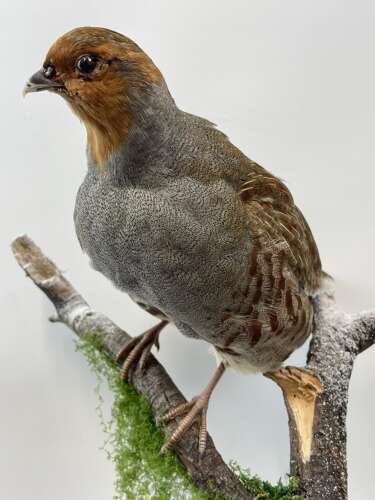 Beautiful Christmas Taxidermy Partridge In A Pear Tree