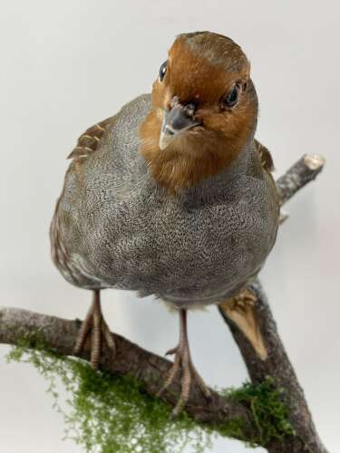 Beautiful Christmas Taxidermy Partridge In A Pear Tree