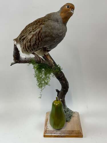 Beautiful Christmas Taxidermy Partridge In A Pear Tree