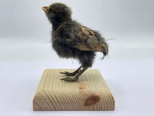 Taxidermy Mounted Polish Chicken Chick