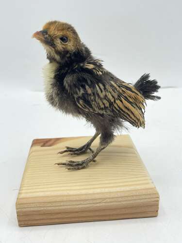 Taxidermy Mounted Polish Chicken Chick