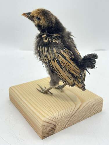 Taxidermy Mounted Polish Chicken Chick