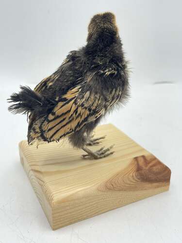 Taxidermy Mounted Polish Chicken Chick