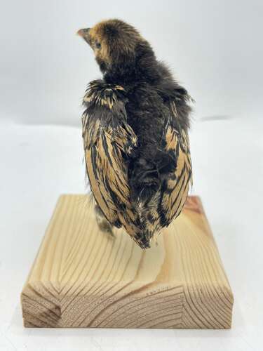 Taxidermy Mounted Polish Chicken Chick
