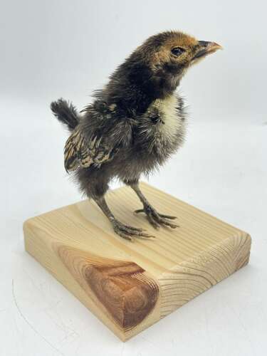 Taxidermy Mounted Polish Chicken Chick