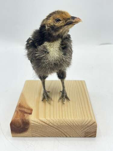 Taxidermy Mounted Polish Chicken Chick