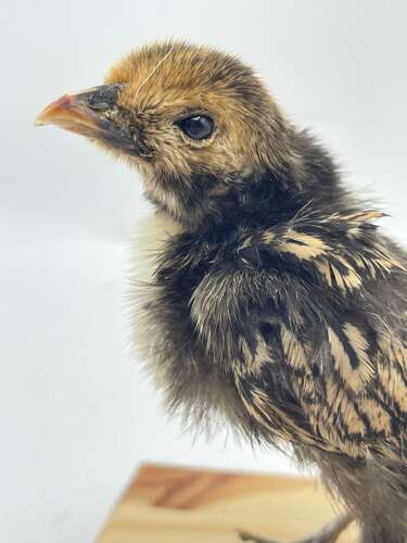 Taxidermy Mounted Polish Chicken Chick