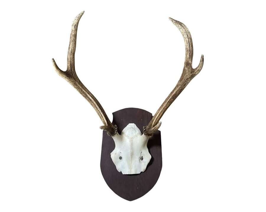 Antique Taxidermy Red Stag Mounted Antlers