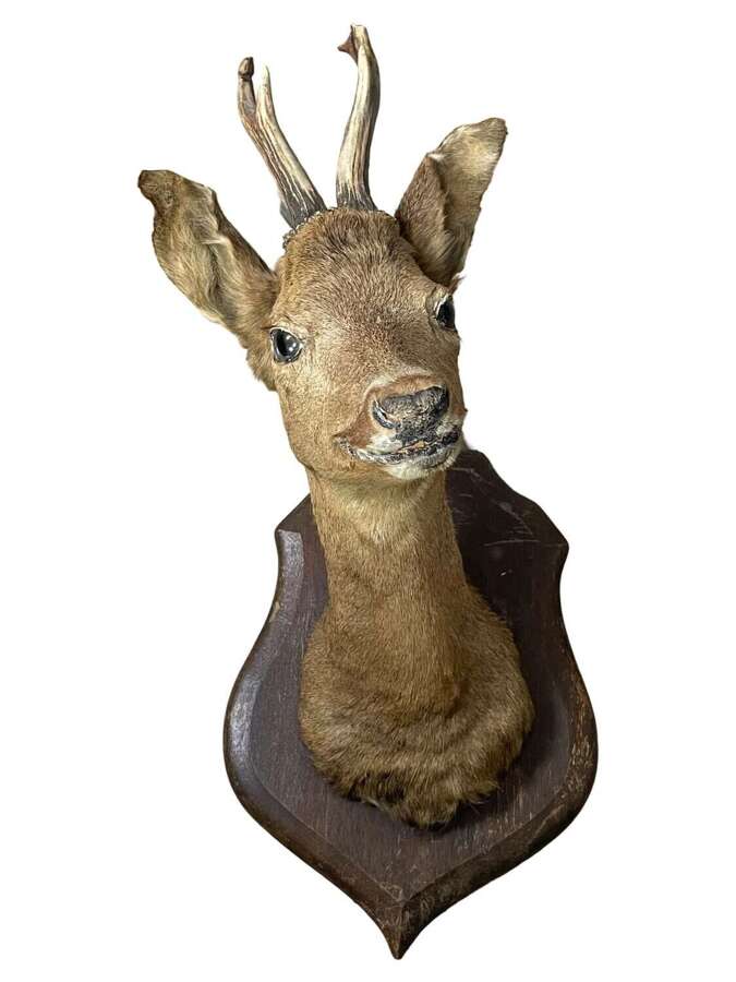 Beautiful Antique Taxidermy Roe Deer Head (Capreolus capreolus)