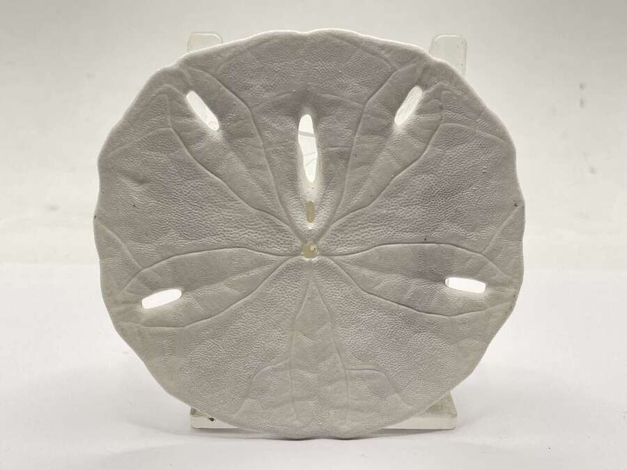 Florida Keyhole Sand Dollar Shells Mellita Approx 9cm Diameter