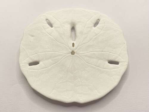 Florida Keyhole Sand Dollar Shells Mellita Approx 9cm Diameter