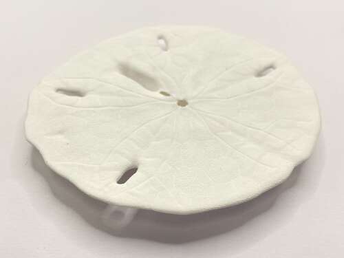 Florida Keyhole Sand Dollar Shells Mellita Approx 9cm Diameter