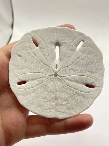 Florida Keyhole Sand Dollar Shells Mellita Approx 9cm Diameter