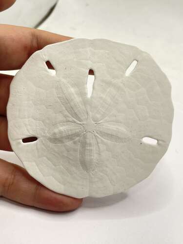 Florida Keyhole Sand Dollar Shells Mellita Approx 9cm Diameter