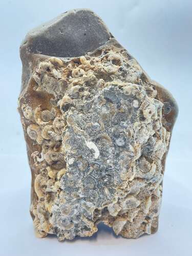 200-168 Million Years Old Early To Middle Jurassic Dorset Ammonite Fossil Matrix