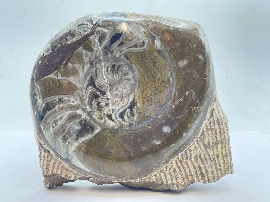 Devonian Period 390 Million Year Old Polished Goniatites Fossil, Morocco