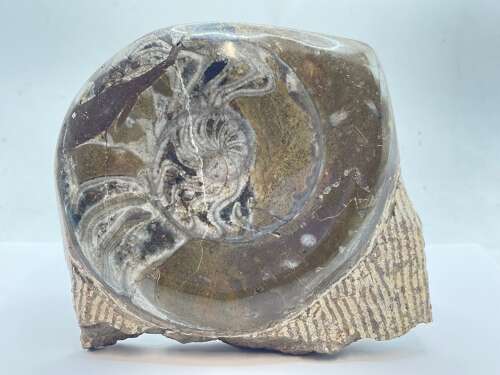Devonian Period 390 Million Year Old Polished Goniatites Fossil, Morocco