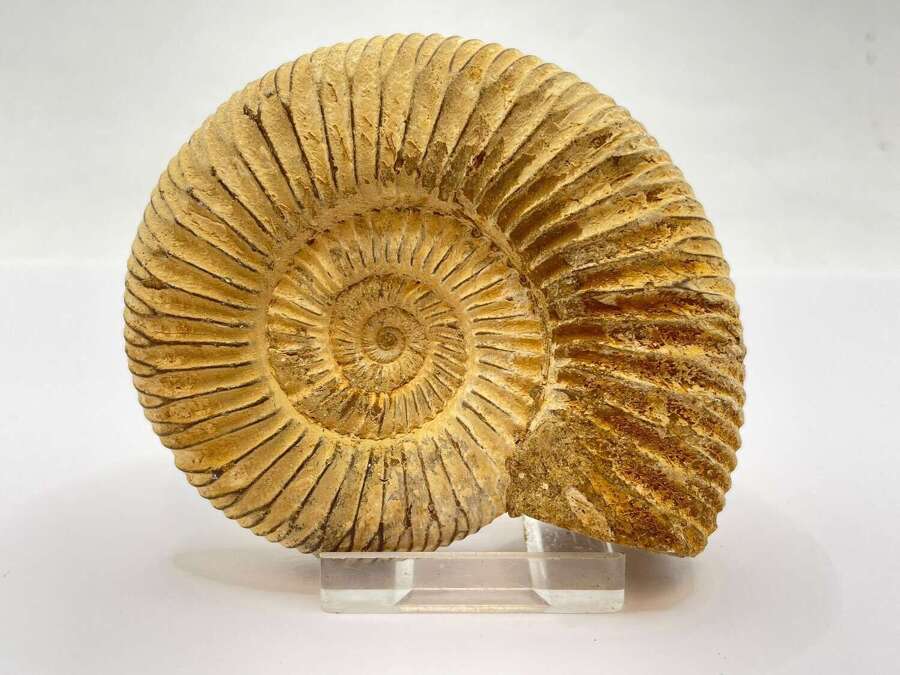 Middle To Late Jurassic Period Perisphinctes Ammonite Cephalopod Fossil