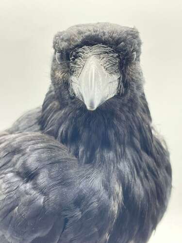 Beautiful Gothic Taxidermy Mounted Carrion Crow (Corvus corone)