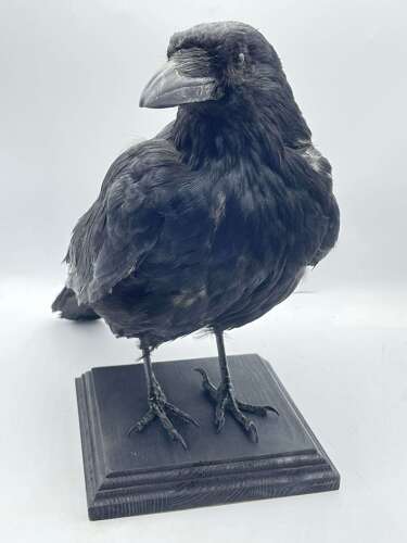 Beautiful Gothic Taxidermy Mounted Carrion Crow (Corvus corone)