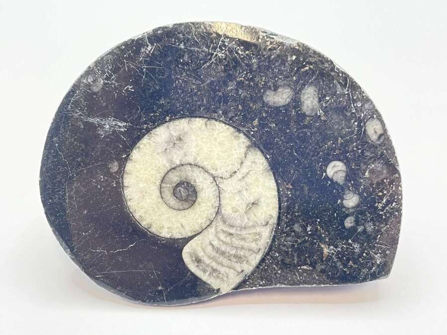 Devonian Period 380 Million Year Old Atlas Mountains Goniatite Fossil Matrix