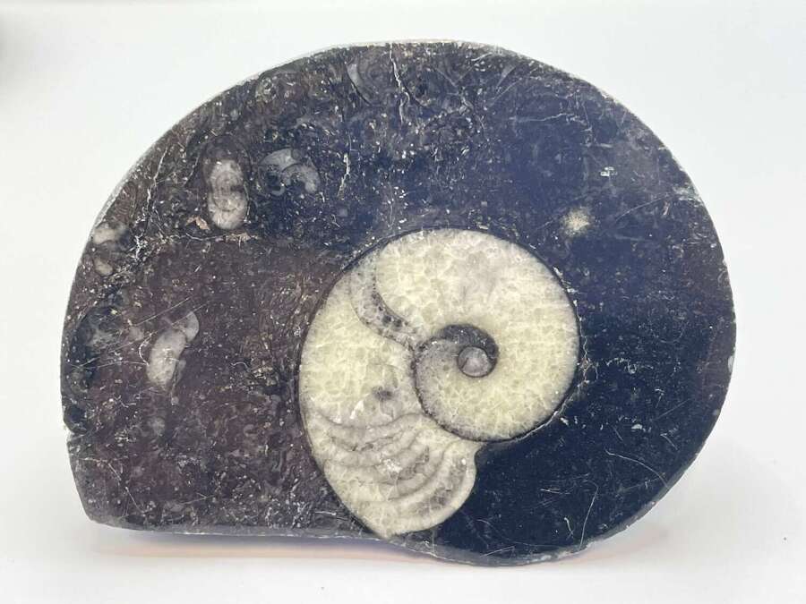 Devonian Period 380 Million Year Old Atlas Mountains Goniatite Fossil Matrix (2)
