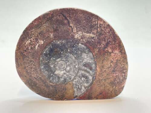 Devonian Period 380 Million Year Old Atlas Mountains Goniatite Fossil Matrix (3)