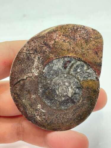 Devonian Period 380 Million Year Old Atlas Mountains Goniatite Fossil Matrix (3)
