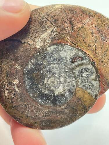 Devonian Period 380 Million Year Old Atlas Mountains Goniatite Fossil Matrix (3)