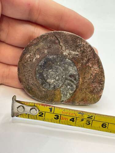 Devonian Period 380 Million Year Old Atlas Mountains Goniatite Fossil Matrix (3)