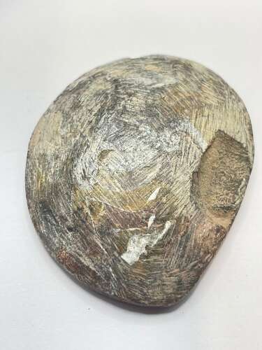 Devonian Period 380 Million Year Old Atlas Mountains Goniatite Fossil Matrix (5)