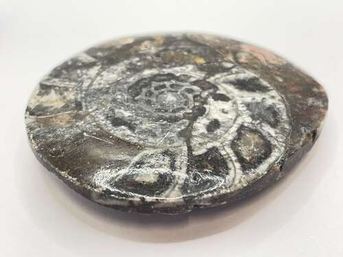 Devonian Period 380 Million Year Old Atlas Mountains Goniatite Fossil