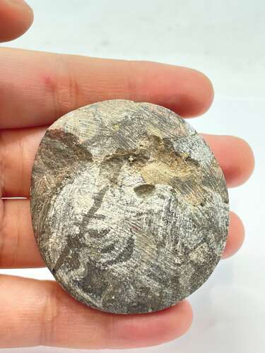 Devonian Period 380 Million Year Old Atlas Mountains Goniatite Fossil