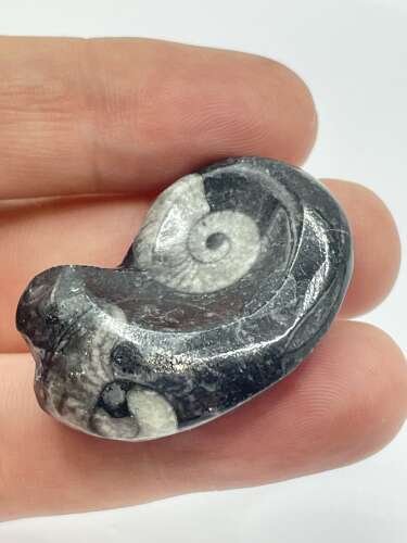 Small Devonian Period 380 Million Year Old Atlas Mountains Goniatite Fossil