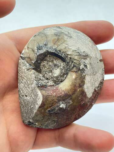 Devonian Period 380 Million Year Old Atlas Mountains Goniatite Fossil (3)