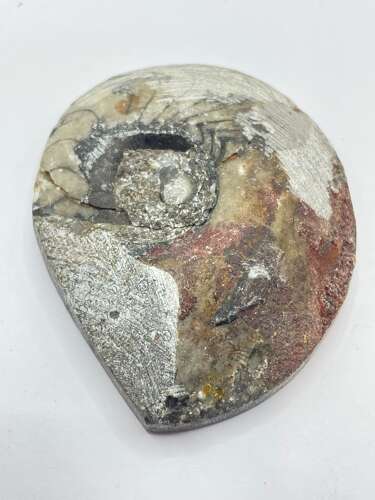 Devonian Period 380 Million Year Old Atlas Mountains Goniatite Fossil (3)