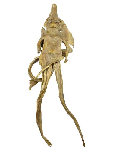 Antique Taxidermy Jenny Haniver Mythical Demon Of The Deep