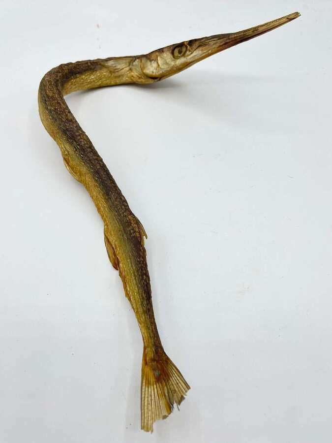 Vintage Taxidermy Garfish (Belone belone)