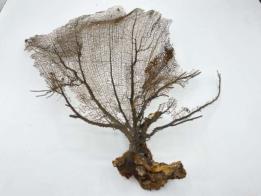 Large Natural Gorgonian Coral Sea Fan