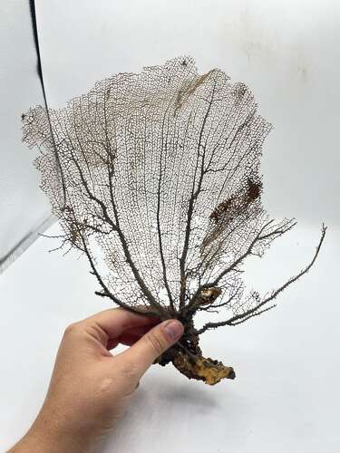 Large Natural Gorgonian Coral Sea Fan