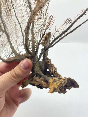 Large Natural Gorgonian Coral Sea Fan