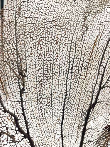Large Natural Gorgonian Coral Sea Fan