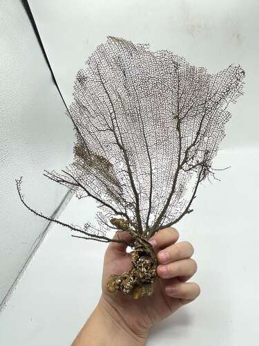 Large Natural Gorgonian Coral Sea Fan