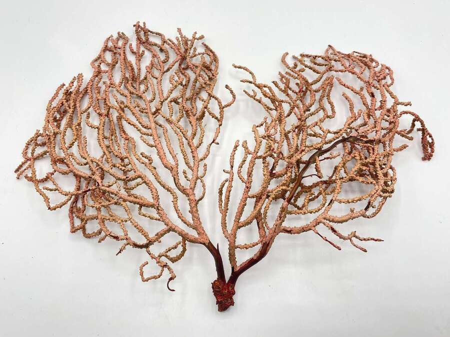 Antique Natural History Sea Fan Coral