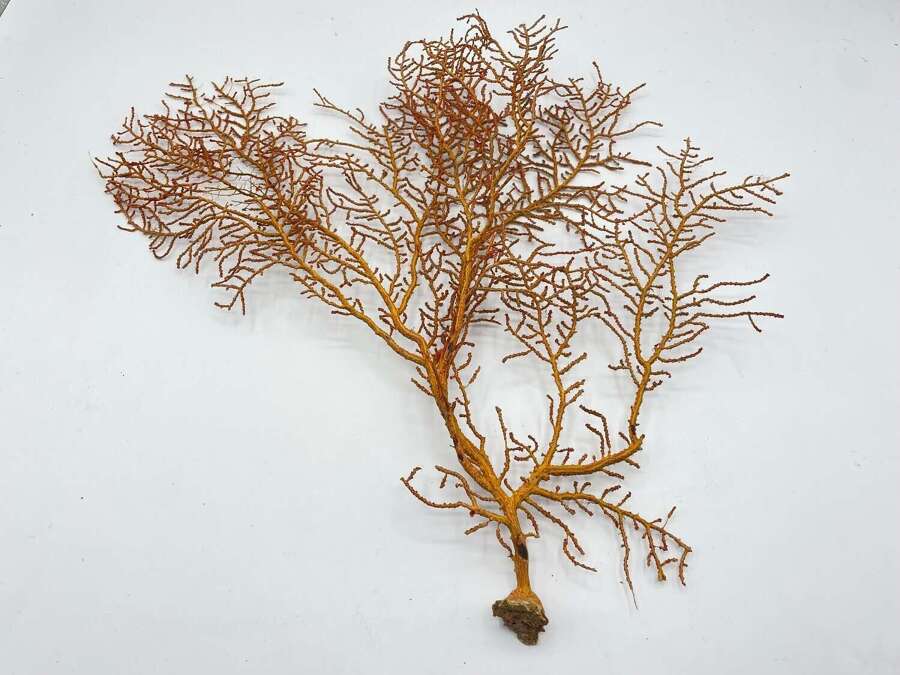 Antique Natural History Sea Fan Coral