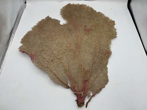 Huge Beautiful Antique Natural Pale Pink Sea Fan