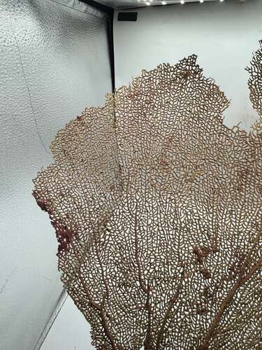 Huge Beautiful Antique Natural Pale Pink Sea Fan