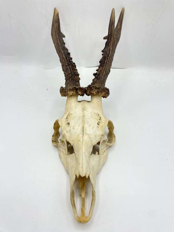 Vintage Taxidermy Roe Deer (Capreolus capreolus) Skull & Antlers